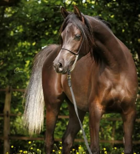 Teejan Al Shahania, jument Pur-Sang Arabe Arabians Wish