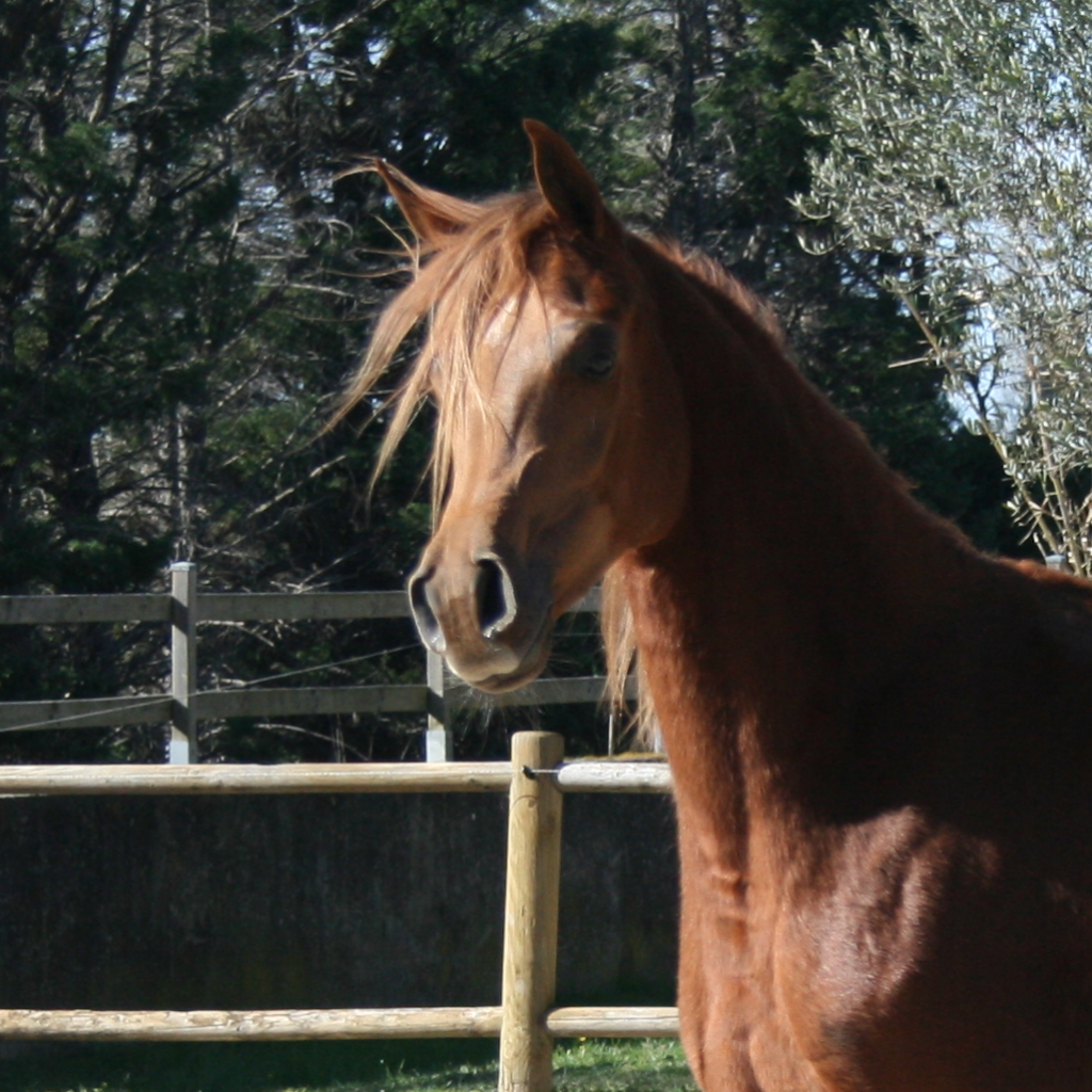 Manoubia de Nautiac, jument Pur-Sang Arabe Arabians Wish