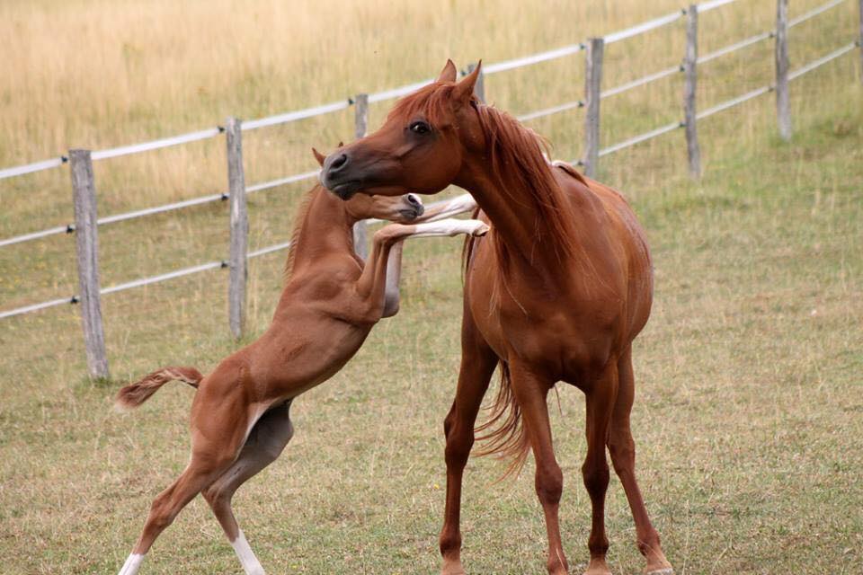 Les poulains pur-sang arabes