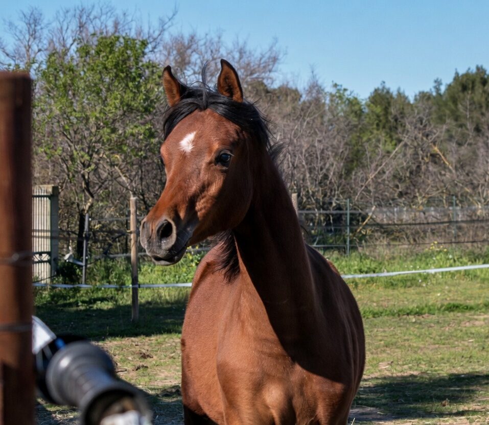 Radjan AW, pouliche Pur-Sang Arabe Arabians Wish