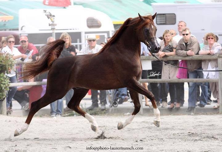 Fantastyk El Lustyk, étalon Pur-Sang Arabe invité chez Arabians Wish