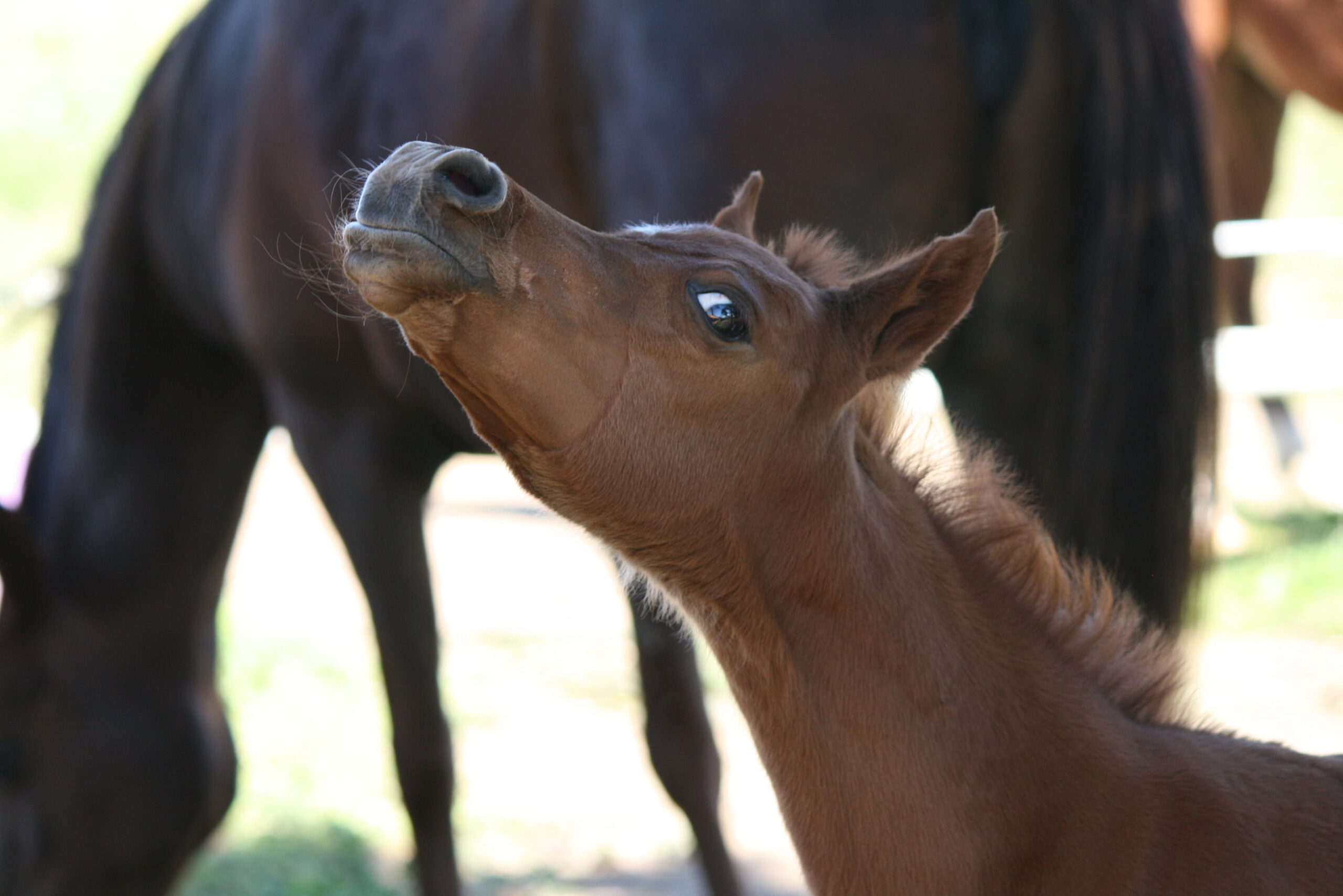 Madjyk AW, pouliche Pur-Sang Arabe Arabians Wish