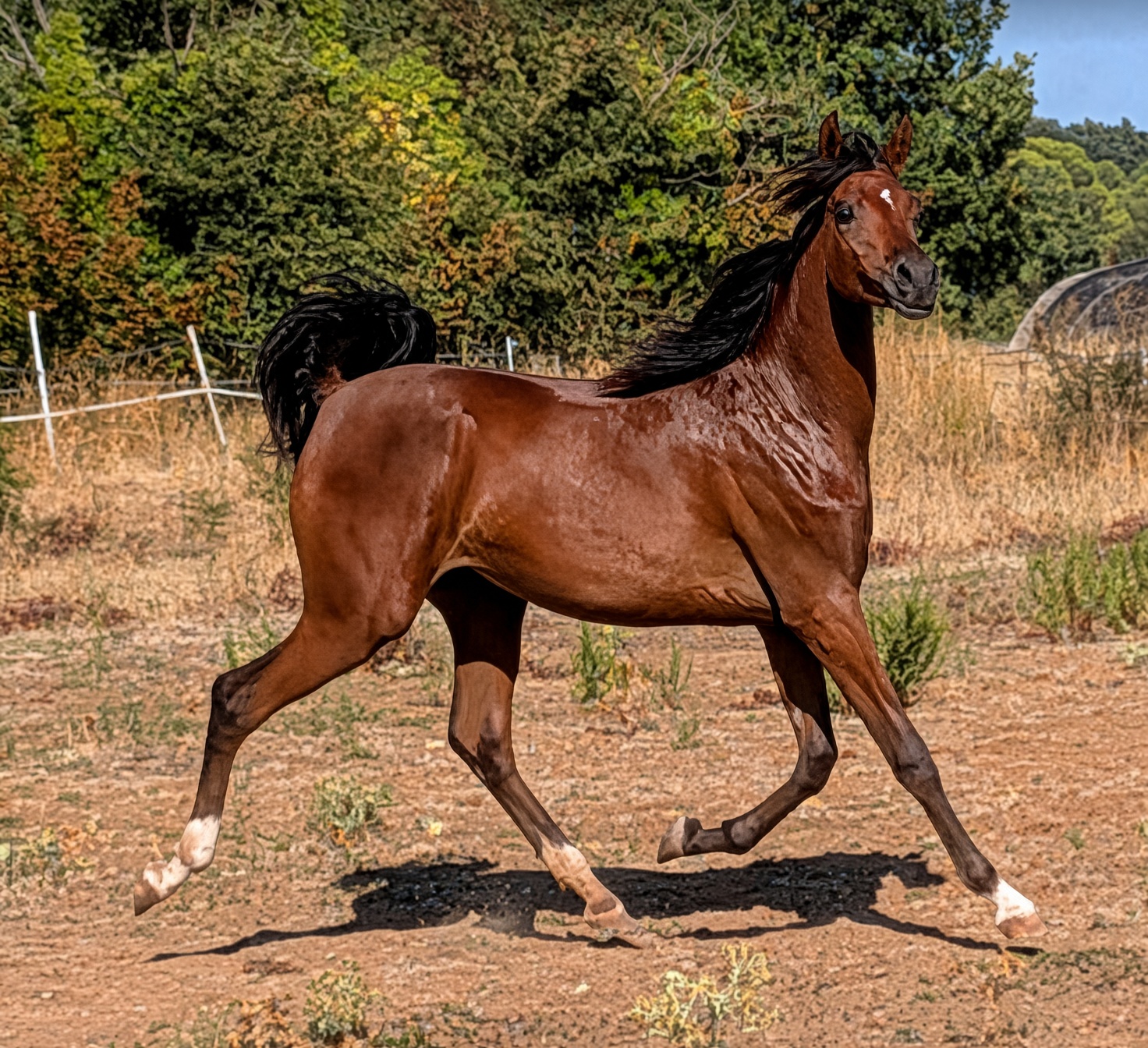 Radjan AW, pouliche pur-sang arabe — Arabians Wish