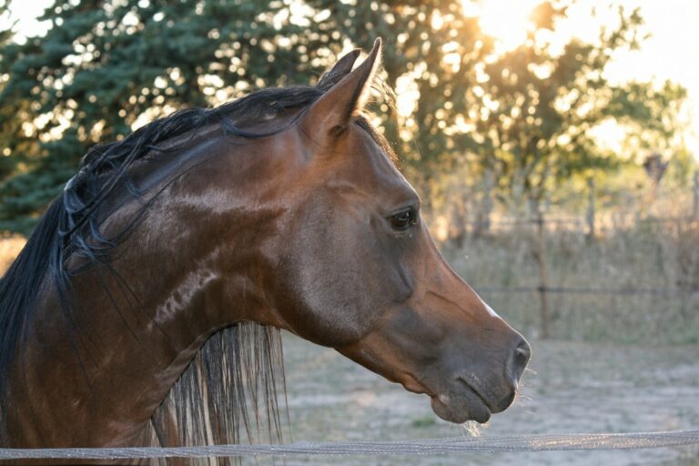 Dionysos de Nautiac, étalon pur-sang arabe, de profil au soleil couchant – élevage Arabians Wish
