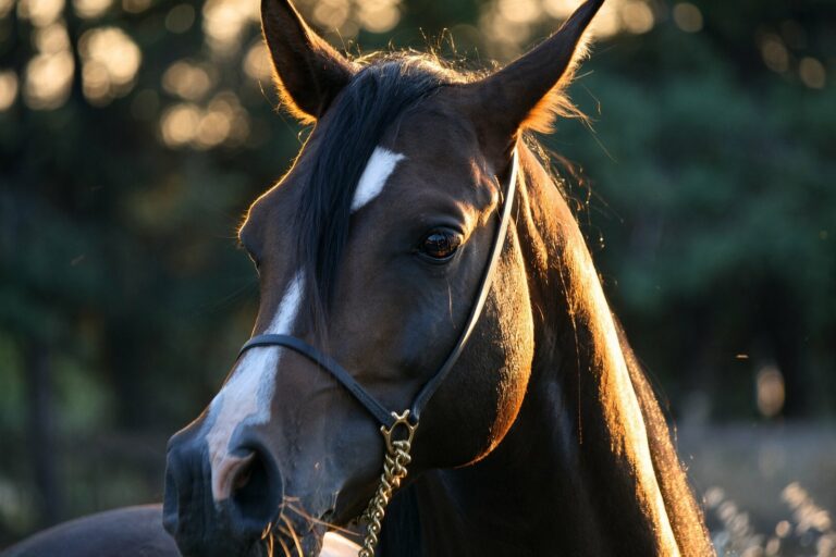Dionysos de Nautiac, étalon pur-sang arabe, le regard – élevage Arabians Wish