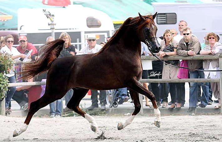 Fantastyk El Lustyk, étalon pur-sang arabe — Arabians Wish
