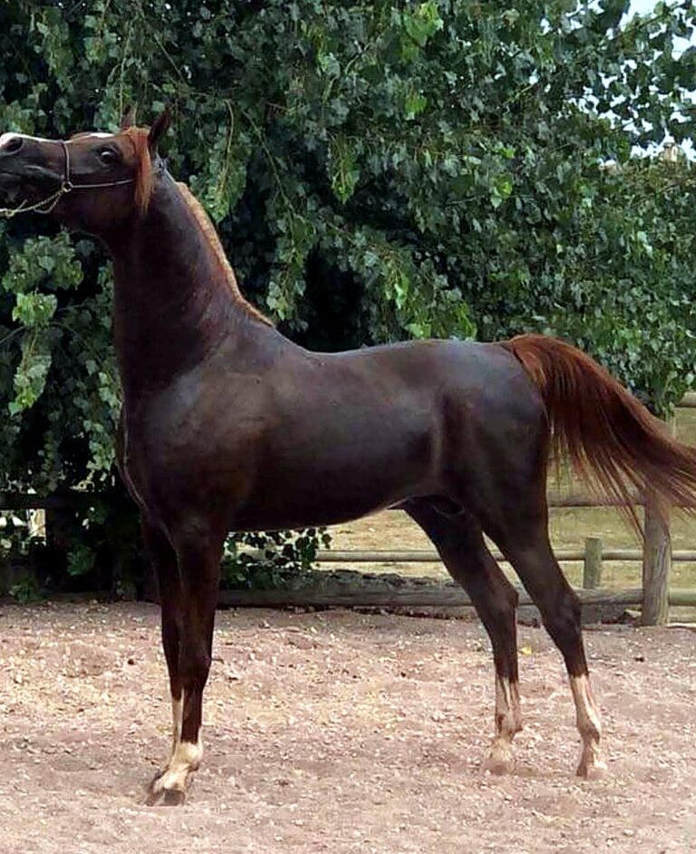 Fantastyk El Lustyk, étalon pur-sang arabe, au modèle – élevage Arabians Wish