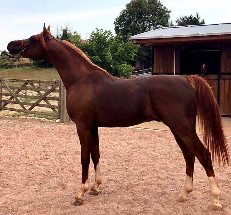 Fantastyk El Lustyk, étalon pur-sang arabe, de profil – élevage Arabians Wish