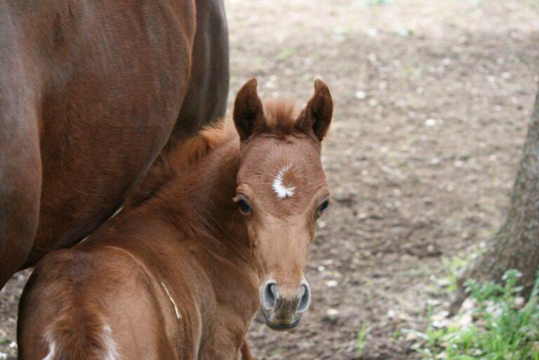 Madjyk AW, pouliche pur-sang arabe, de face – élevage Arabians Wish