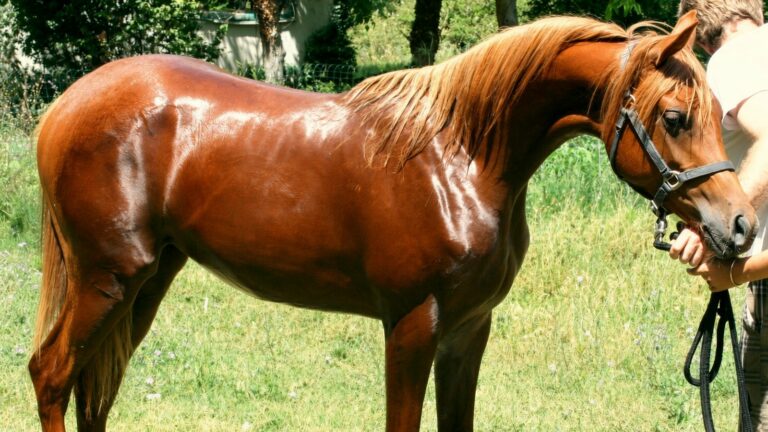 Manoubia de Nautiac, jument pur-sang arabe, au modèle – élevage Arabians Wish