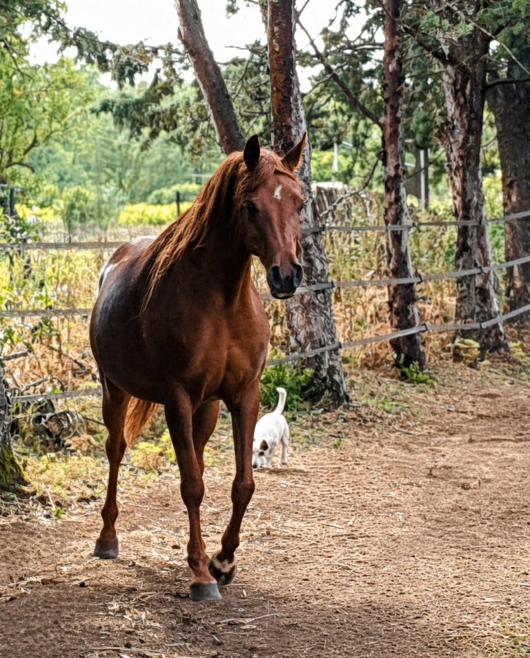 Manoubia de Nautiac, jument pur-sang arabe, de face – élevage Arabians Wish