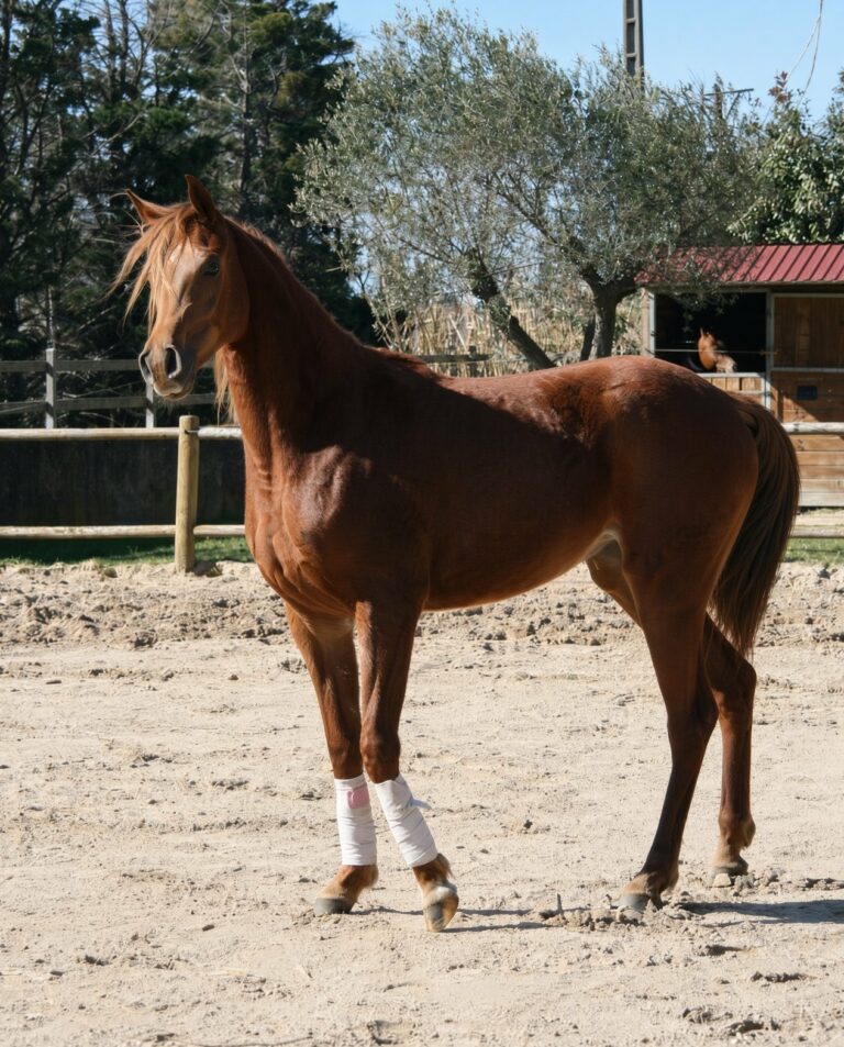 Manoubia de Nautiac, jument pur-sang arabe, en carrière – élevage Arabians Wish