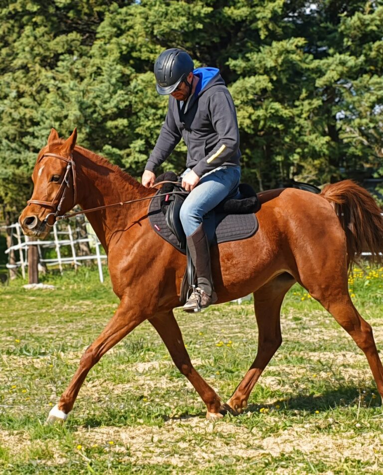 Manoubia de Nautiac, jument pur-sang arabe, montée – élevage Arabians Wish