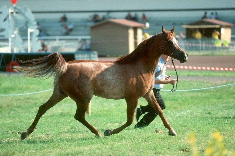 Nur Jahan, jument pur-sang arabe, au trot en show – élevage Arabians Wish