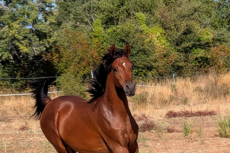 Radjan AW, pouliche pur-sang arabe, au galop – élevage Arabians Wish