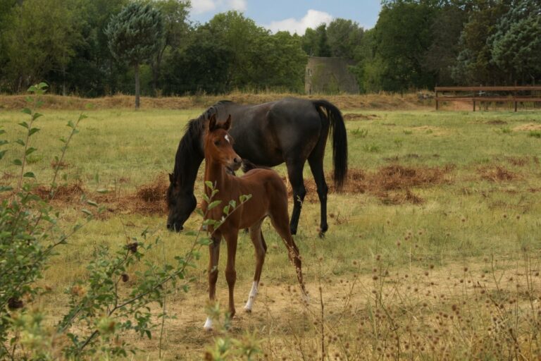 Radjan AW, pouliche pur-sang arabe, avec sa mère Teejan Al Shahania – élevage Arabians Wish