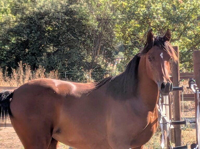 Radjan AW, pouliche pur-sang arabe, en liberté – élevage Arabians Wish
