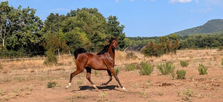 Radjan AW, pouliche pur-sang arabe, au trot – élevage Arabians Wish