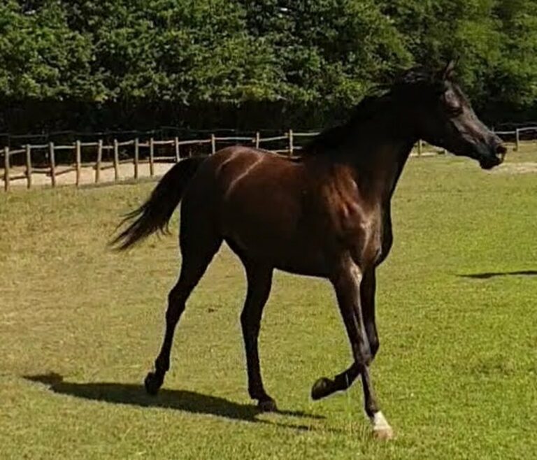 Teejan Al Shahania, jument pur-sang arabe, au galop – élevage Arabians Wish