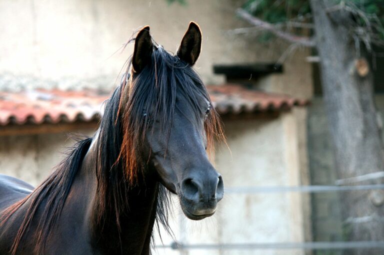 Teejan Al Shahania, jument pur-sang arabe, portrait – élevage Arabians Wish