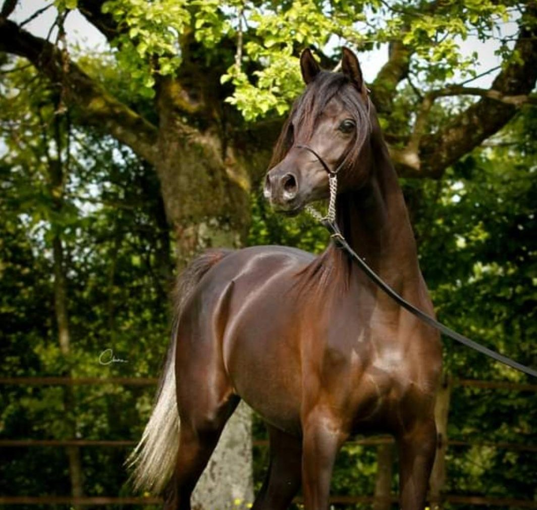 Teejan Al Shahania, jument pur-sang arabe — Arabians Wish